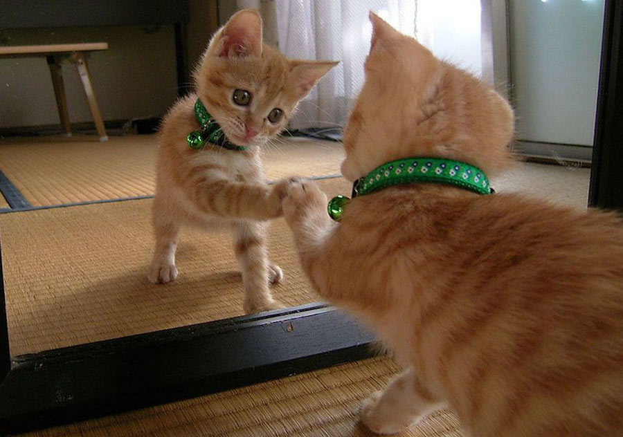 Cat in the mirror