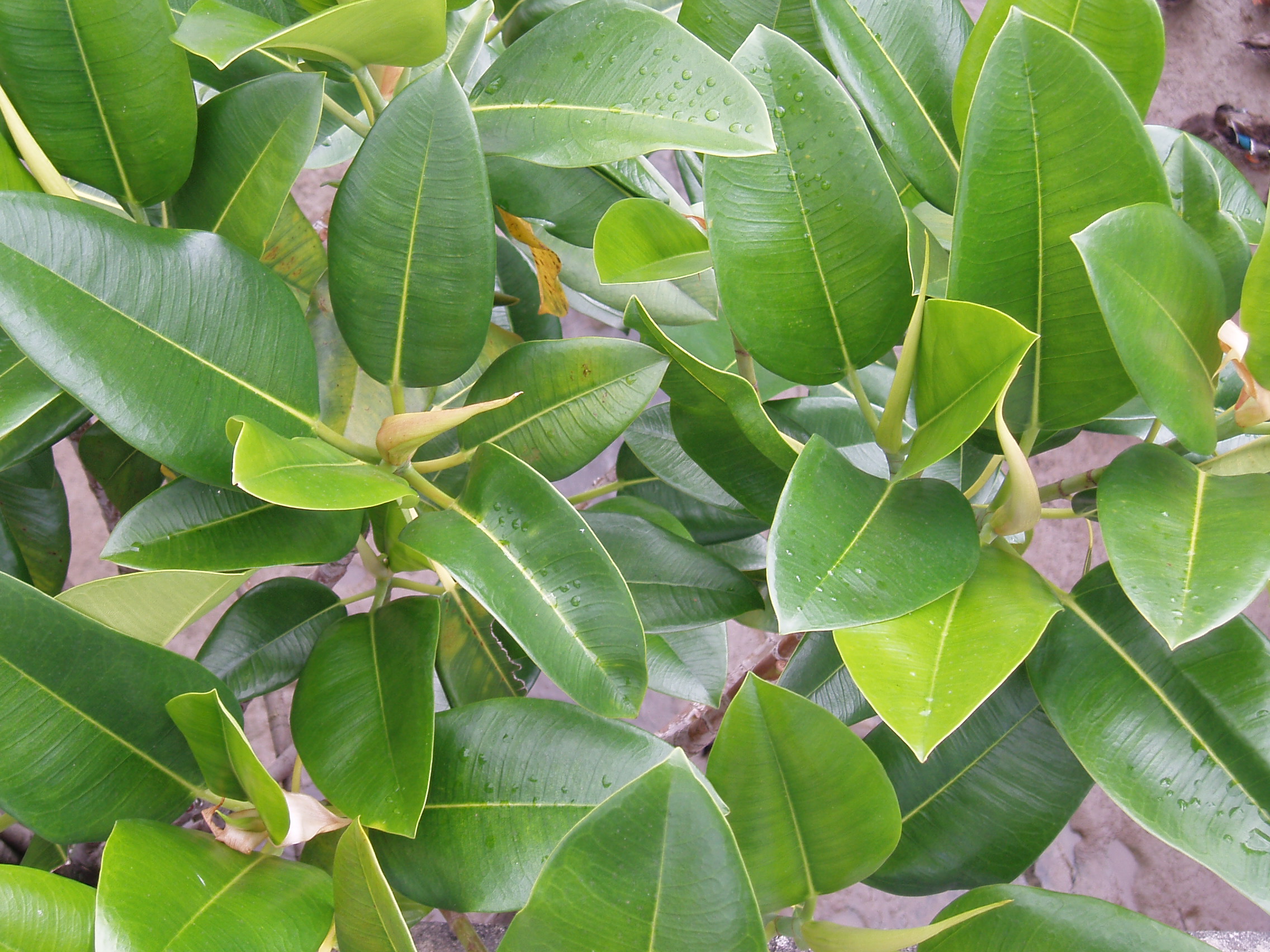 Ficus macrophylla macrophylla Desf. ex Pers. AM AK309527 3