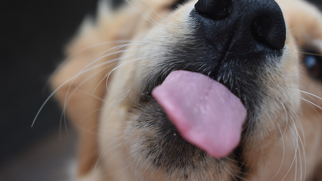 besos de perro yay o nay 2