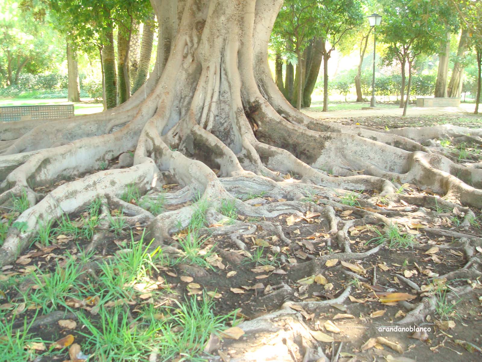 ficus macrophilla raices 1