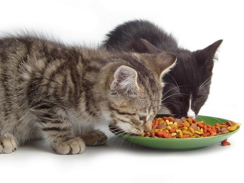 gatitos_comiendo_pienso-830x622.jpg