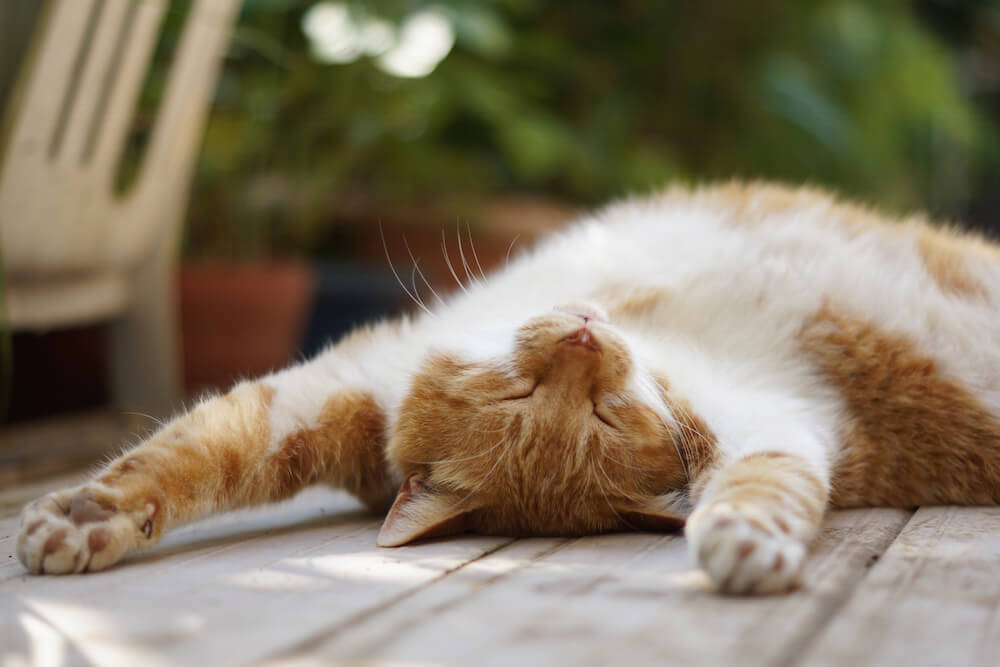 gato durmiendo