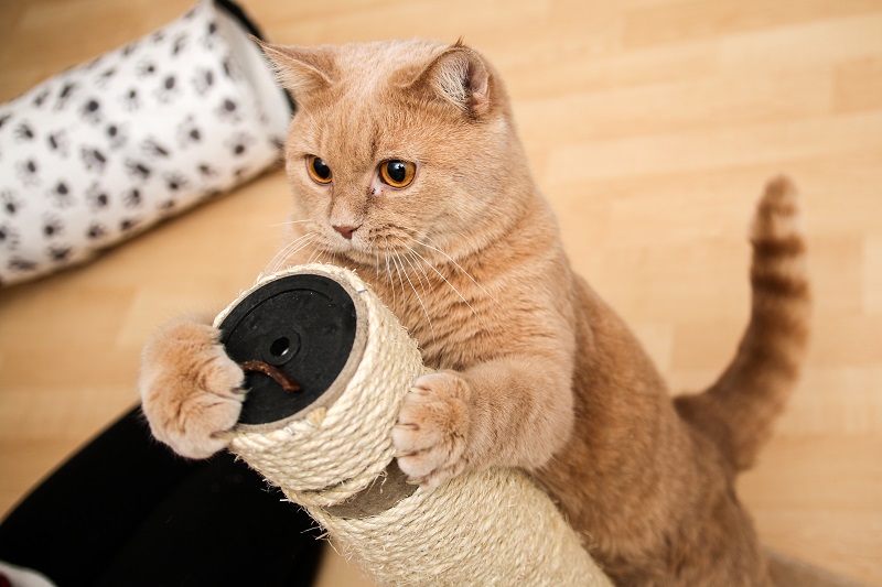 gato rascador