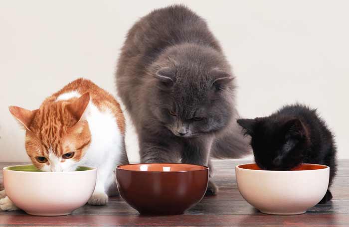 mi-gato-no-come.jpg