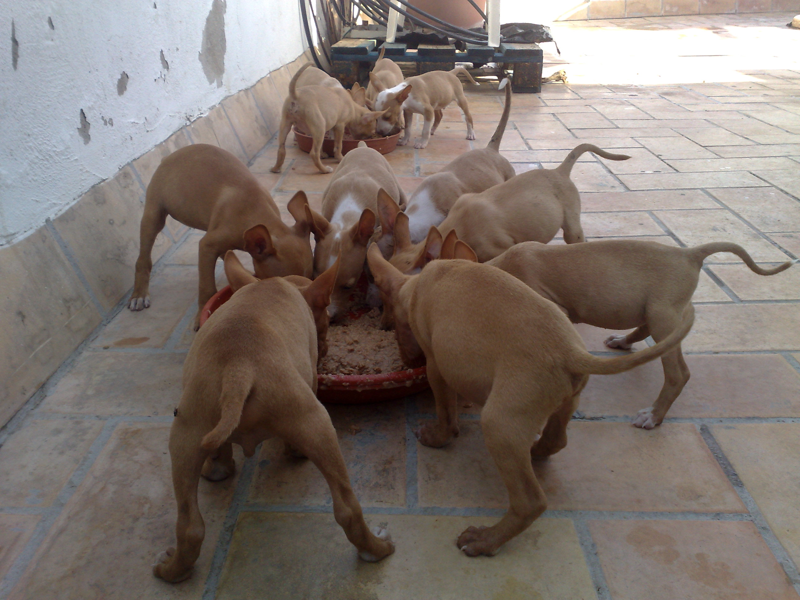 Cachorros