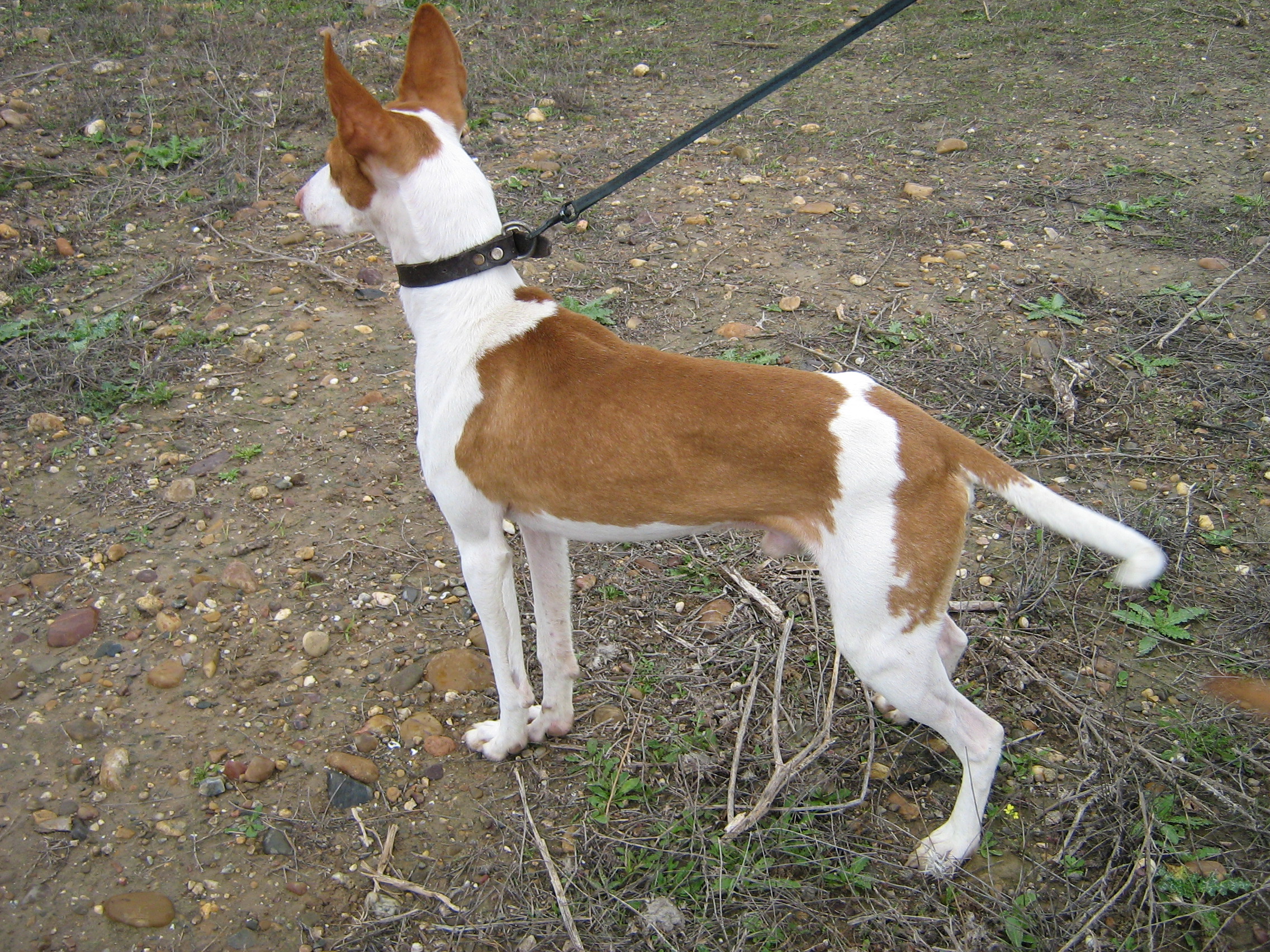 Gamero