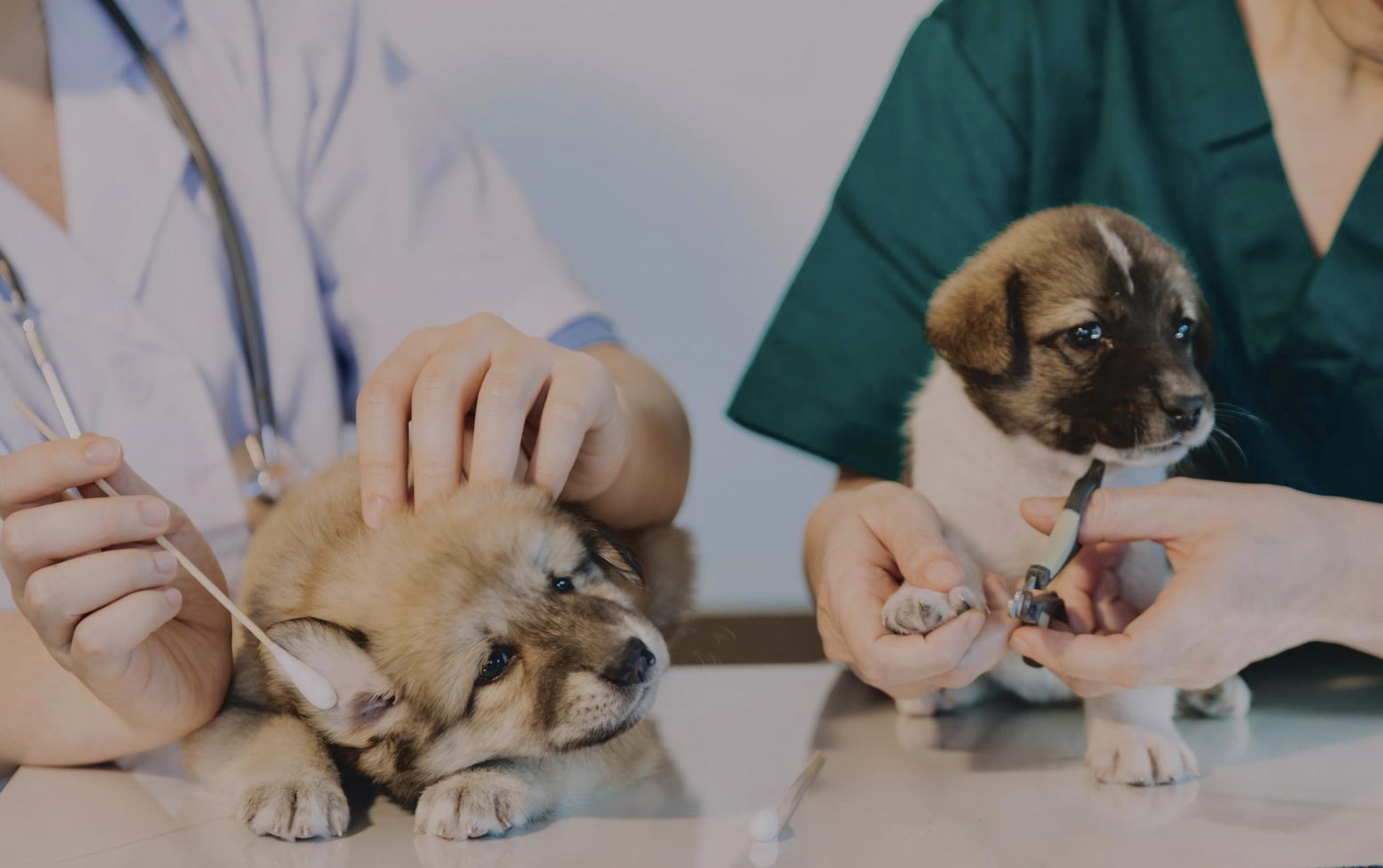 veterinario.jpeg
