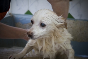 ¿Cada cuanto tiempo debo bañar a  mi perro?