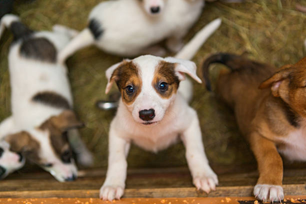 adopción de cachorro