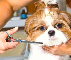 LA MUDA DE PELO EN TU MASCOTA