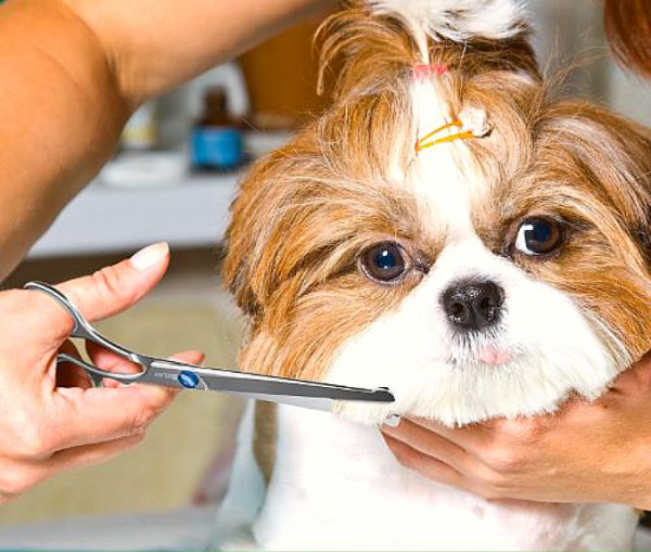 LA MUDA DE PELO EN TU MASCOTA
