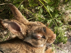Conejos, mixomatosis, águilas imperiales y lince ibérico