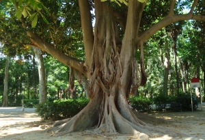 Conozcamos algo más de Sevilla, el árbol de las Lianas