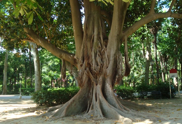Conozcamos algo más de Sevilla, el árbol de las Lianas
