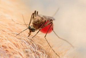 Leishmaniosis. Un sencillo test puede salvar su vida.