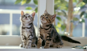 Descanso de gatos