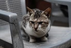 ¿Tu gato va con frecuencia al arenero a orinar?