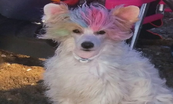 Cómo mantener bello y sano el pelo de tu perro en verano