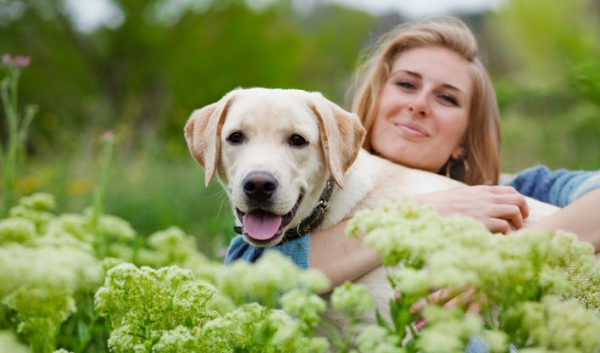 Diabetes en perros