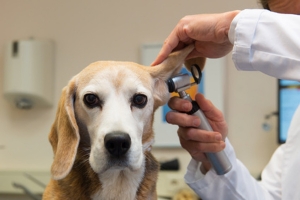 La otitis externa en nuestras mascotas