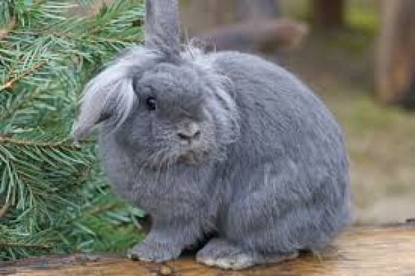 conejo