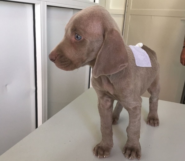 ¿Sabes lo importante de recoger las heces de tu perro?