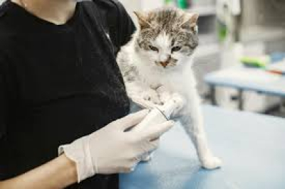 Felinos y enfermedades