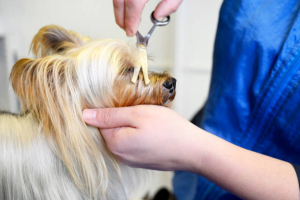 pelado de cachorro