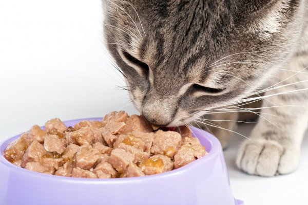 La elección de la dieta felina.