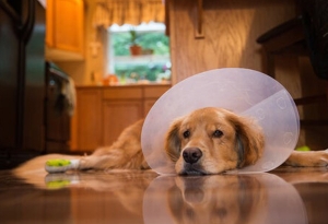 Requerimientos post-operatorios