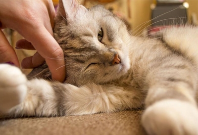 15 Curiosidades sobre gatos