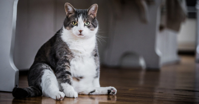 Importancia de la obesidad en nuestros animales