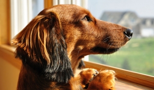 ¿Cómo actuar ante un atragantamiento?