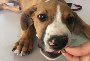 ¿Por qué es importante desparasitar internamente a nuestras mascotas?