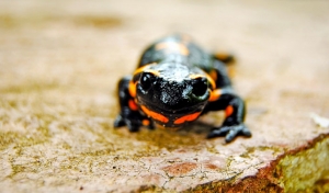Descanso para reptiles
