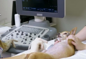 Ecografía Abdominal o Doppler