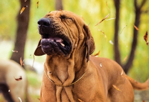 ¿Mi perro se asfixia?
