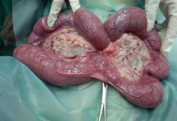 Piometra o infección de útero