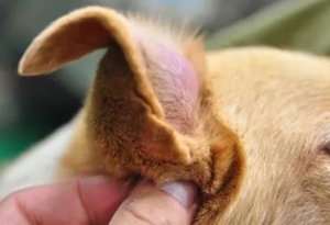 ¿Qué es un otohematoma?
